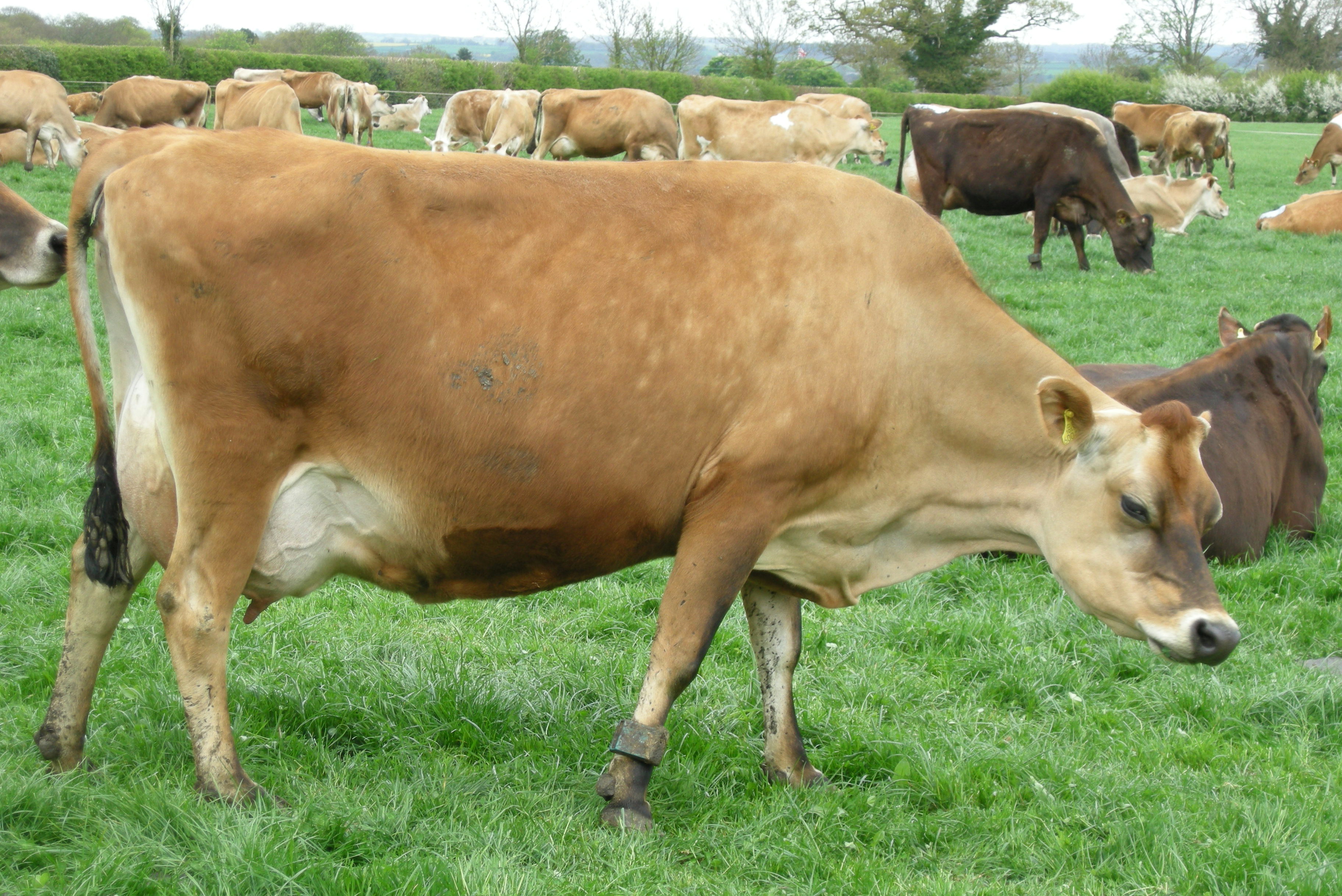 pictures of jersey milk cows